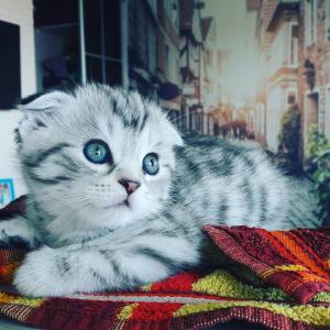 Продам котенка Шотландская вислоухая - Россия, Тюмень. Цена 4000 рублей