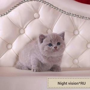 Kittens for sale Британская кошка - Россия, Вологда. Price 25000 РУБ