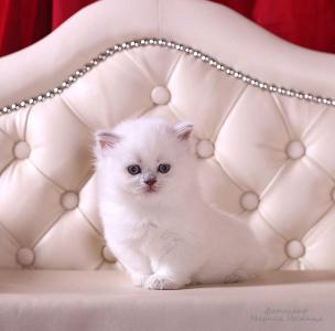 Продам котенка Британская кошка - Россия, Вологда. Цена 25000 рублей