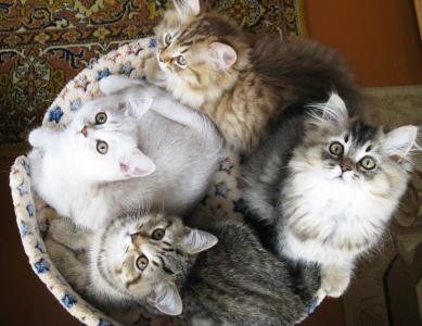Продам котенка Британская кошка - Беларусь, Гродно. Цена 700 долларов