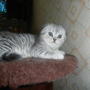 Продам котенка Шотландская вислоухая - Россия, Ярославль. Цена 2500 рублей