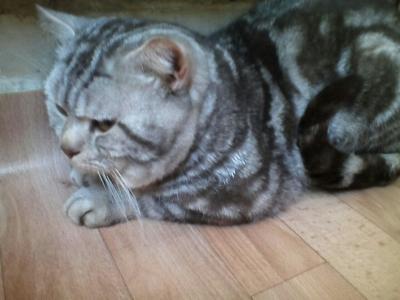 Ищу кота для вязки Британская кошка - Россия, Кострома. Цена 1500 рублей