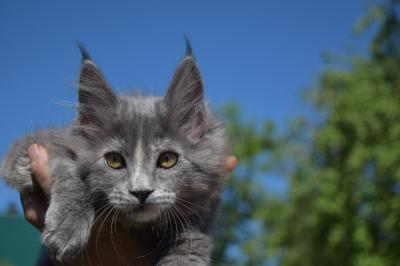 Продам котенка Мейн-кун - Россия, Санкт-Петербург. Цена 25000 рублей