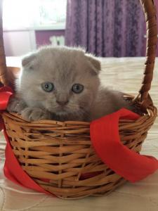 Продам котенка Скотиш фолд - Украина, Одесса. Цена 1500 гривен