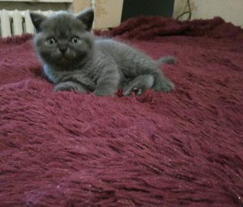 Продам котенка Британская кошка - Украина, Одесса. Цена 1000 гривен