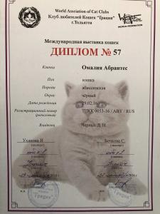 Продам котенка Абиссинская кошка - Россия, Тольятти. Цена 10000р. рублей