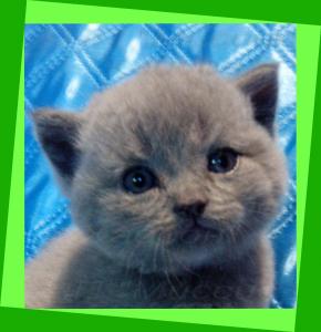 Продам котенка Британская кошка - Украина, Днепропетровск. Цена 1500 гривен