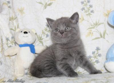 Продам котенка Британская кошка - Россия, Самара. Цена 15000 рублей