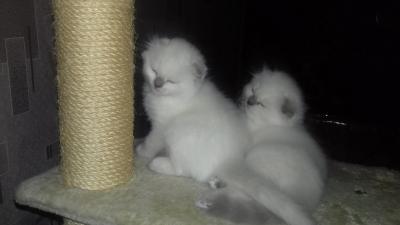 Продам котенка Скотиш фолд - Украина, Одесса. Цена 1000 гривен