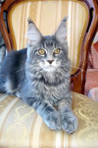 Продам котенка Мейн-кун - Украина, Луганск. Цена 500 долларов. Котята из питомника Marmle Symphony - Украина, Луганск
