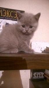 Продам котенка Британская кошка - Россия, Барнаул. Цена 1000 рублей