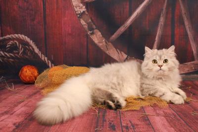 Продам котенка Скотиш страйт - Россия, Москва. Цена 15000 рублей
