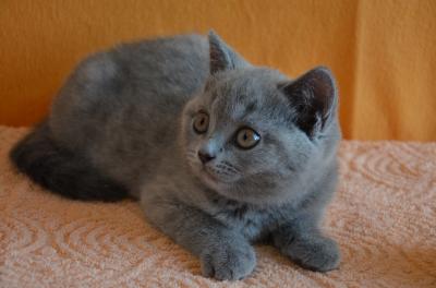 Продам котенка Британская кошка - Россия, Рязань