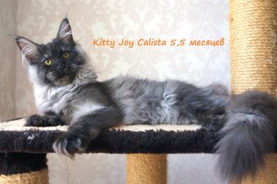 Продам котенка Мейн-кун - Россия, Новосибирск. Котята из питомника Kitty Joy - Россия, Новосибирск