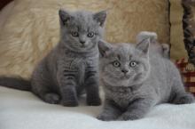 Kittens for sale british shorthair - Canada, Alberta, Calgary
