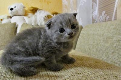 Продам котенка Скотиш фолд - Украина, Луганск. Цена 1500 рублей
