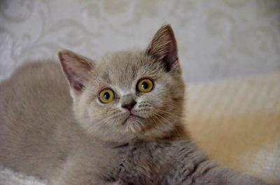 Продам котенка Британская кошка - Украина, Львов. Цена 6000 гривен