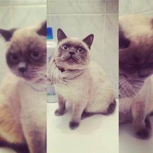 Продам котенка Тайская кошка - Россия, Омск. Цена 5000 рублей