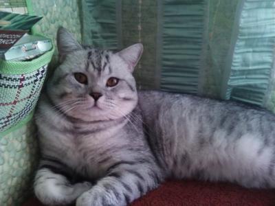 Ищу кошку для вязки Британская кошка - Россия, Санкт-Петербург. Цена 3000 рублей