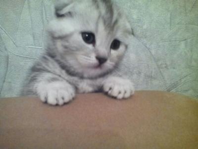 Продам котенка Британская кошка - Россия, Кострома. Цена 2000 рублей