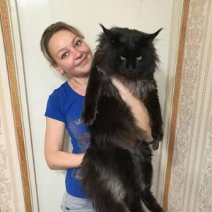 Ищу кошку для вязки Мейн-кун - Беларусь, Минск. Цена 300 долларов