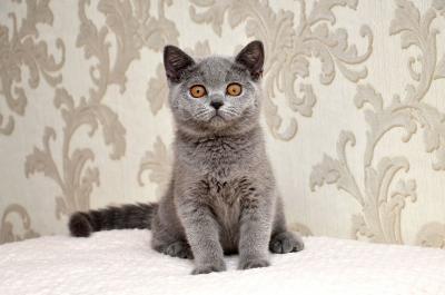 Продам котенка Британская кошка - Украина, Одесса. Цена 5000 гривен