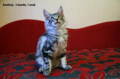 Продам котенка Мейн-кун - Украина, Киев. Цена 500 долларов. Котята из питомника Forest Lynx - Украина, Киев