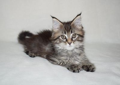 Продам котенка Мейн-кун - Украина, Харьков. Цена 10000 рублей