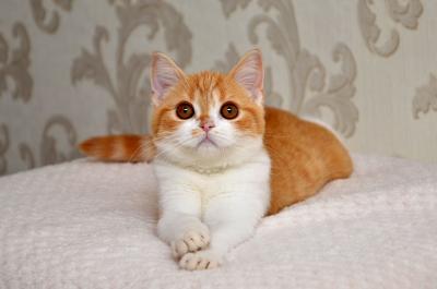 Продам котенка Шотландская вислоухая - Украина, Одесса. Цена 3000 гривен
