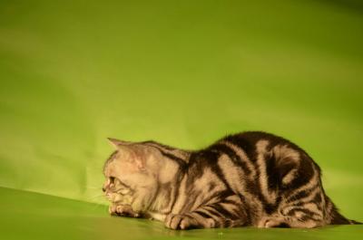 Ищу кошку для вязки Британская кошка - Россия, Кострома. Цена 1500 рублей