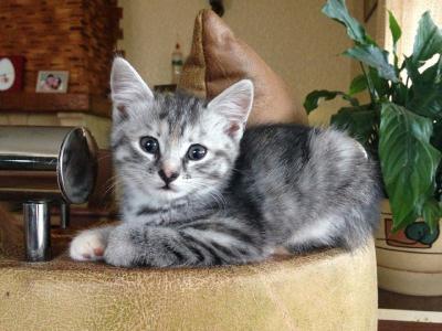 Продам котенка Беспородная - Украина, Винница