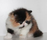Продам котенка Персидская кошка, єкстремальная - Украина, Херсон. Цена 500 долларов