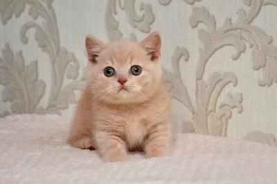 Продам котенка Британская кошка - Украина, Запорожье. Цена 2000 гривен