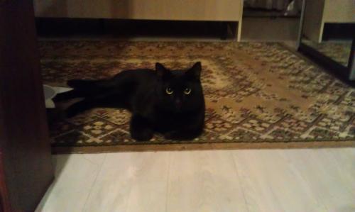 Найдена кошка Бомбей - Россия, Санкт-Петербург