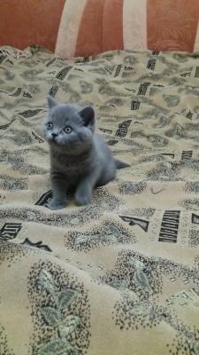 Продам котенка Британская кошка - Украина, Николаев. Цена 1200 гривен