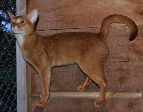 Ищу кошку для вязки Абиссинская кошка - Украина, Днепропетровск. Цена 100 евро