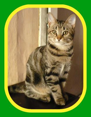 Продам котенка Бенгальская кошка - Молдавия, Кишинёв. Цена 250 евро