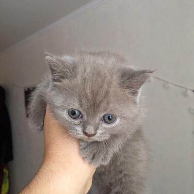 Продам котенка Британская кошка - Россия, Тольятти. Цена 6000 рублей