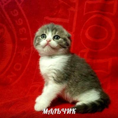 Продам котенка Шотландская вислоухая - Украина, Симферополь. Цена 6000 рублей