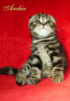 Продам котенка Шотландская вислоухая - Украина, Хмельницкий. Цена 200 долларов