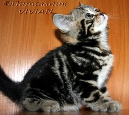 Продам котенка Британская кошка - Россия, Москва