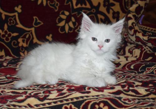 Продам котенка Мейн-кун - Украина, Харьков. Цена 11000 гривен
