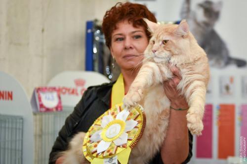 Продам котенка Мейн-кун - Украина, Одесса. Цена 800 долларов