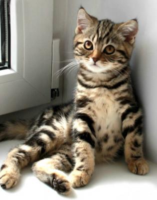 Продам котенка Британская кошка - Россия, Москва. Цена 20000 рублей