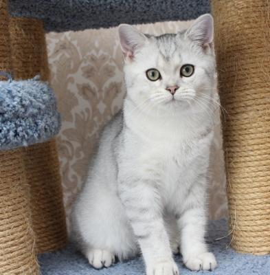 Продам котенка Британская кошка - Россия, Хабаровск. Цена 5000 рублей
