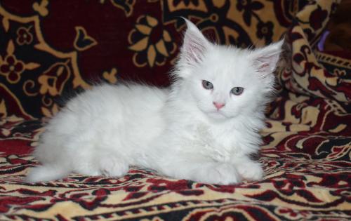 Продам котенка Мейн-кун - Украина, Харьков. Цена 11000 гривен