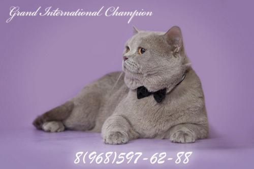 Ищу кошку для вязки Британская кошка - Россия, Москва. Цена 3333 рублей