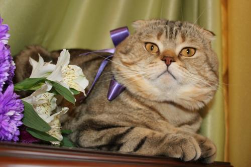Ищу кошку для вязки Скотиш фолд - Россия, Москва. Цена 3500 рублей