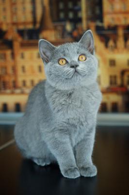 Продам котенка Британская кошка - Россия, Москва. Цена 10999 рублей