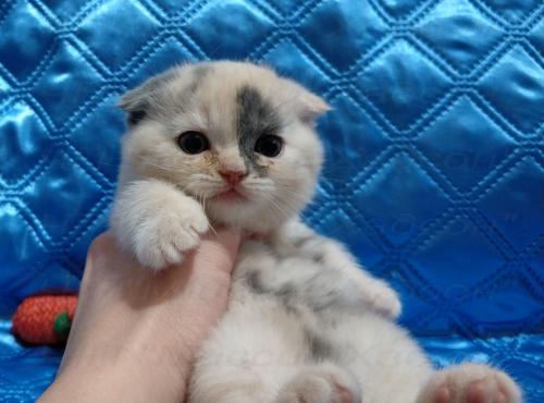 Продам котенка Скотиш фолд - Украина, Днепропетровск. Цена 4500 гривен